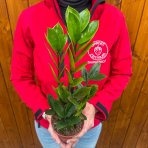 Zamiokulkas (Zamioculcas zamifolia) - výška 20-25 cm, kont. C1L